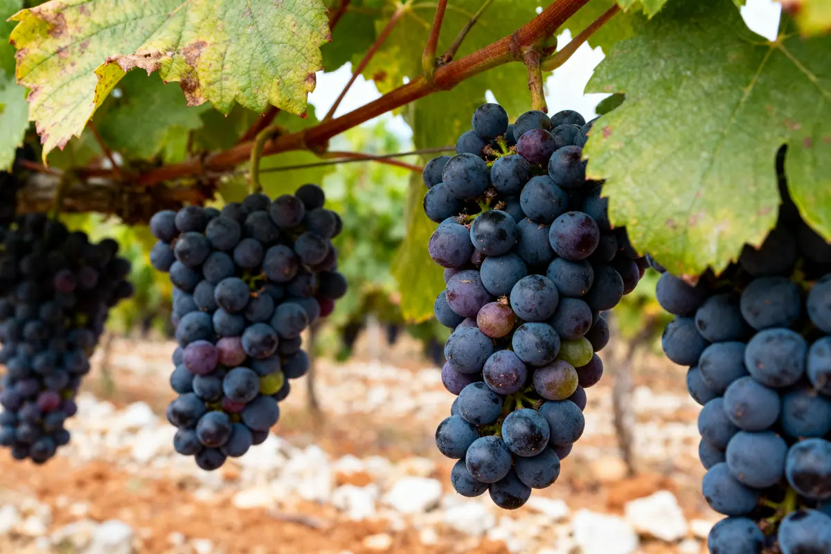 Caractéristiques des vins de Saint-Émilion : Que savoir ?