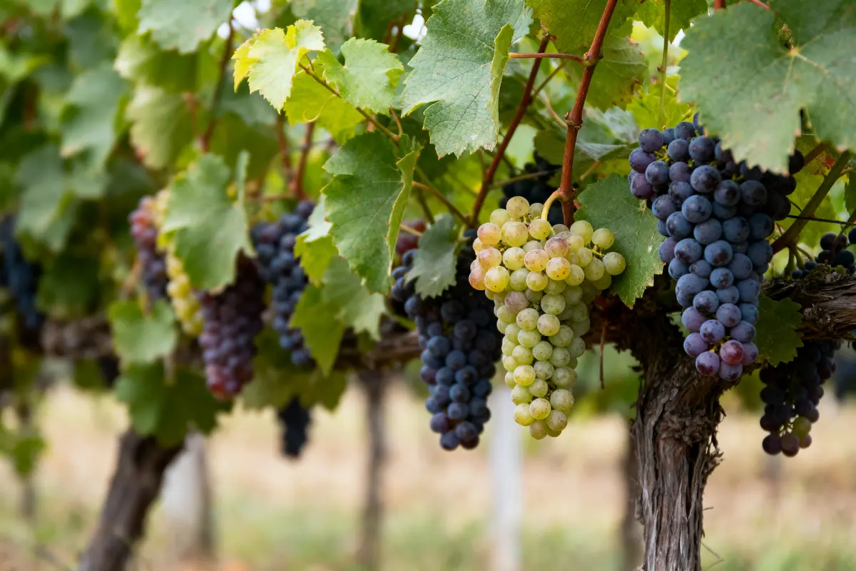 Cépage : Quelles sont les variétés de vins en France ?
