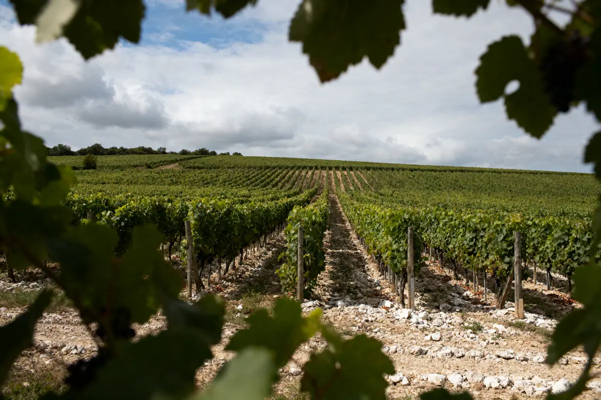 Mercurey : Quels vins choisir et que faire sur place ?
