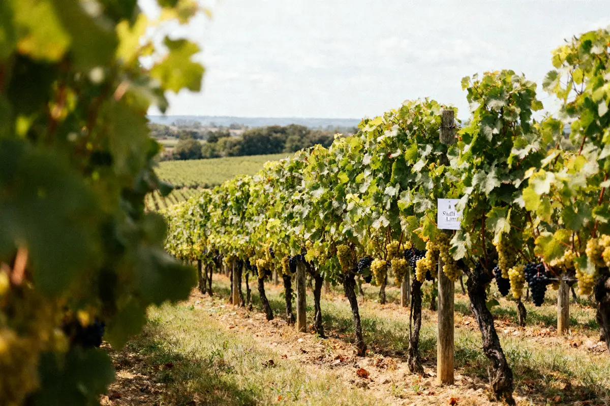 Découvrez Smith Haut Lafitte : Un grand vin de Bordeaux !