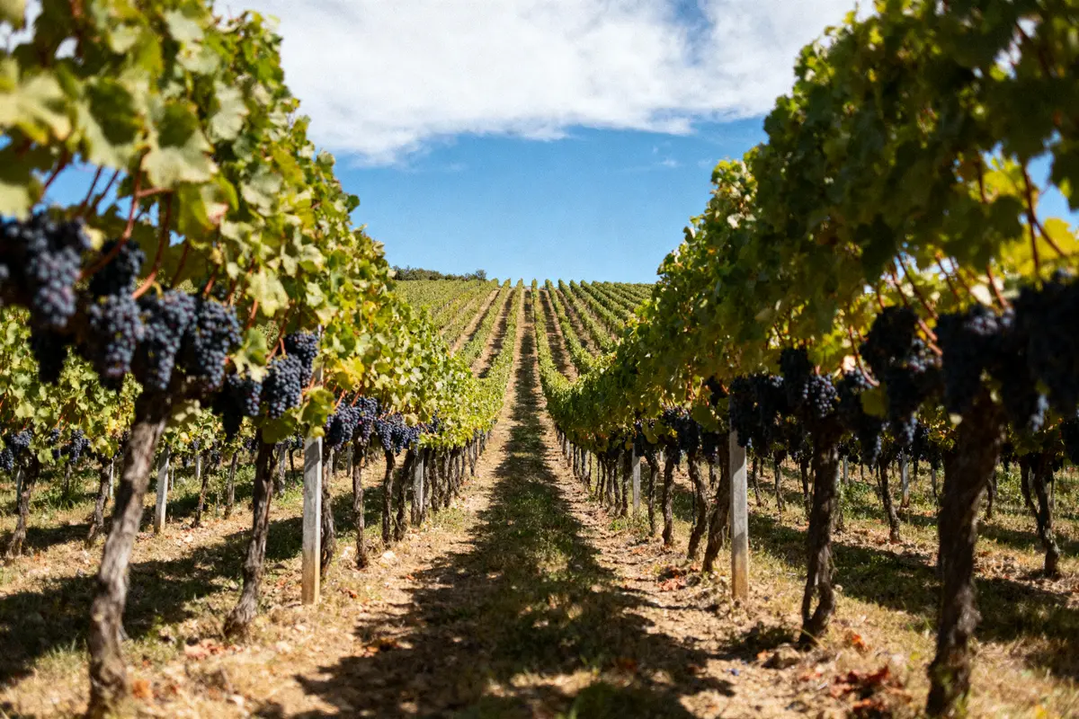 Vins de Bourgogne : Découvrez les Grands Crus et Meilleurs Prix